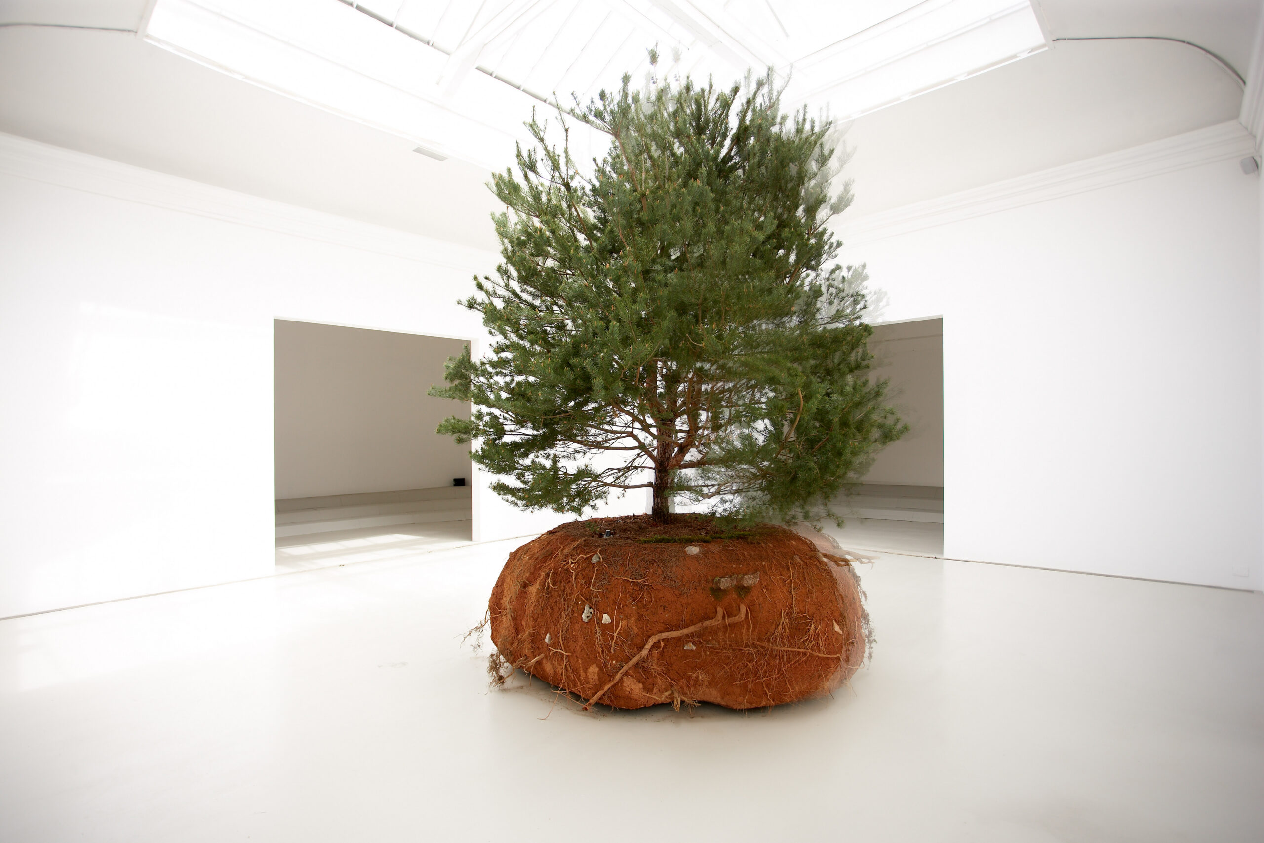 Rêvolution – Céleste Boursier-Mougenot